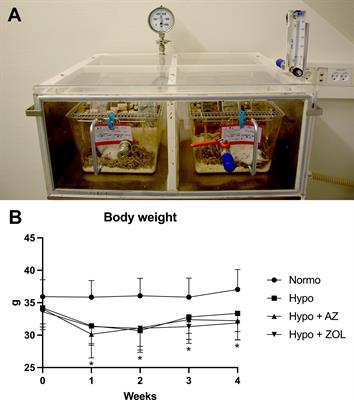 Effect of Acetazolamide and Zoledronate on Simulated High Altitude-Induced Bone Loss